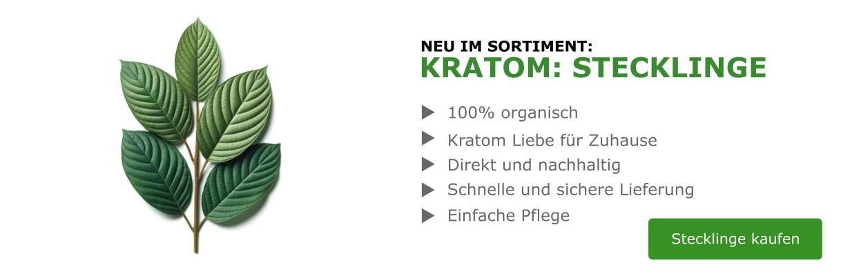 Kratom Stecklinge / Pflanzen kaufen für zuhause